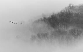 Brume au dessus (李从军 Austin) - Muzeo.com