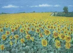 Champ de tournesols (Alan Byrne) - Muzeo.com
