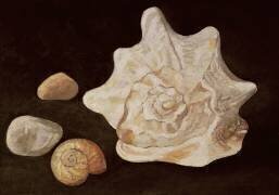 Coquille de conque (Peter Davidson) - Muzeo.com