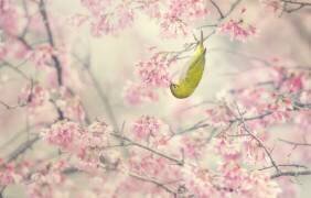 Couleur de la fleur de cerisier (Takashi Suzuki) - Muzeo.com