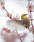 Danse avec la prune (Miwa sun) - Muzeo.com
