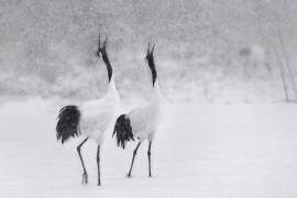 Grues japonaises (Roberto Marchegiani) - Muzeo.com