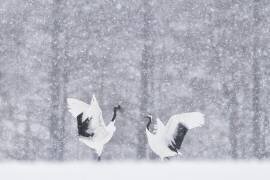 Grues japonaises (Roberto Marchegiani) - Muzeo.com