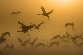 Lever de soleil avec des grues (Ronen Rosenblatt) - Muzeo.com