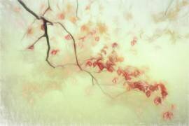 Luce dorata (Gilbert Claes ) - Muzeo.com