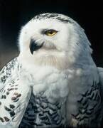 Missi Tslatsa, Owl Old Woman (Christophe Drochon) - Muzeo.com