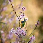 Oiseau chuchotant à la fleur de pêcher (Jianfeng Wang) - Muzeo.com