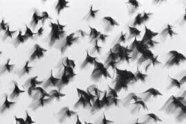 Oiseaux (Marina Yushina) - Muzeo.com