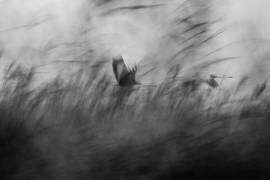 Out of the Blue (Elior Segev) - Muzeo.com