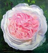 Rose victorienne (William Ireland) - Muzeo.com