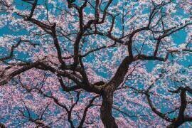 Sakura (ShikiRyu) - Muzeo.com
