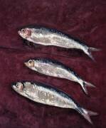 Trois poissons (Peter Davidson) - Muzeo.com