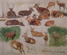 Etude de cerf ; 19 esquisses (Rosa Bonheur) - Muzeo.com