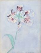 Lys (Piet Mondrian) - Muzeo.com