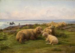 Moutons au bord de la mer (Rosa Bonheur) - Muzeo.com