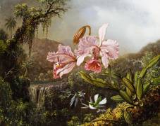 Orchids and Hummingbirds in a Brazilian Jungle (Martin Johnson Heade) - Muzeo.com