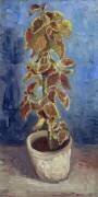 Ortie de flamme dans un pot de fleurs (Vincent van Gogh) - Muzeo.com