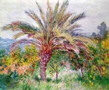 Palmier à Bordighera (Claude Monet) - Muzeo.com