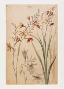Montbretia (Henri Bergé) - Muzeo.com
