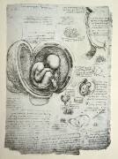 Le fœtus dans l'utérus (recto) (Léonard de Vinci) - Muzeo.com