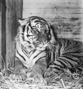 The Jungle Circus (Rue des Archives) - Muzeo.com