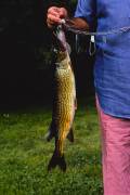 Menges fish from sand pond, Livingston Manor, New York (John Margolies) - Muzeo.com