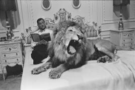 Tony Randall avec un lion (Orlando Suero) - Muzeo.com