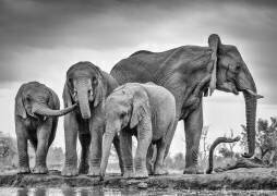 A Giant Unity (Jaco Marx) - Muzeo.com