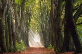 A Glorious Day (Ellen Borggreve) - Muzeo.com