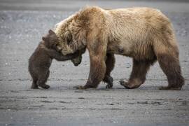 A Little Bear Hug (Renee Doyle) - Muzeo.com