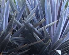 A Little Bit Like Pencils (Robin Wechsler) - Muzeo.com