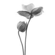 A little touch - monochrome (Lotte Grønkjær) - Muzeo.com