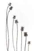 A new addition (Lotte Gronkjar) - Muzeo.com
