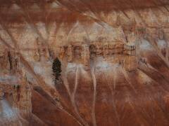 A pine tree on the steep cliff (Anchor Lee) - Muzeo.com
