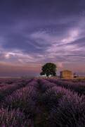 A purple sunrise (Monajumaan) - Muzeo.com