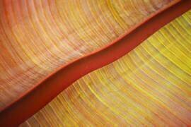 A red river runs through it (Robin Wechsler) - Muzeo.com