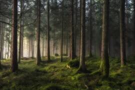 A sense of spring (Benny Pettersson) - Muzeo.com