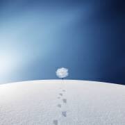 A tree in the field (Bess Hamiti) - Muzeo.com