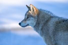 A vigilant Wolf (Bingo Z) - Muzeo.com