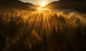 Aerial shot of an autumn forest (Ales Krivec) - Muzeo.com