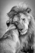 African Love ! (Ali Khataw) - Muzeo.com