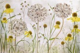Alliums and heleniums (Mandy Disher) - Muzeo.com