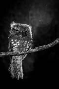 Alone in the night (Wilianto) - Muzeo.com