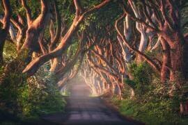 An Irish Fairytale (Daniel Gastager) - Muzeo.com