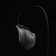 An old anthurium (Lotte Gronkjar) - Muzeo.com