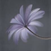 Anemone Blanda (Lotte Gronkjar) - Muzeo.com