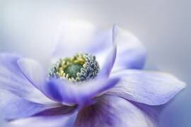 Anemone De Caen (Jacky Parker) - Muzeo.com