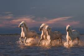 Angels of Camargue (Rostovskiy Anton) - Muzeo.com