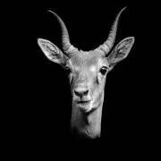 Antilope cervicapre (Pierre-Bernard Cognein) - Muzeo.com