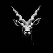 Antilope cervicapre Parc zoologique de Clères, France (Pierre-Bernard Cognein) - Muzeo.com